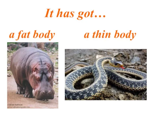 It has got… a fat body a thin body