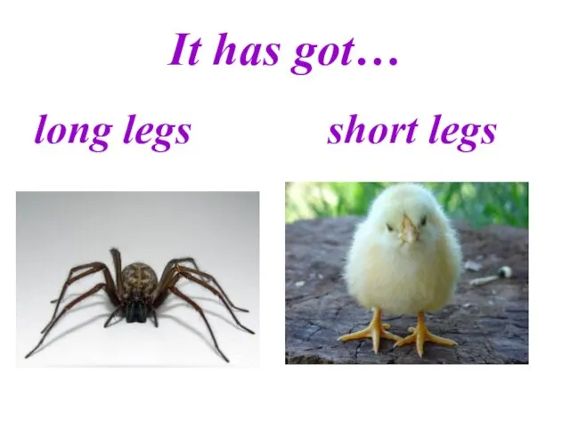 It has got… long legs short legs