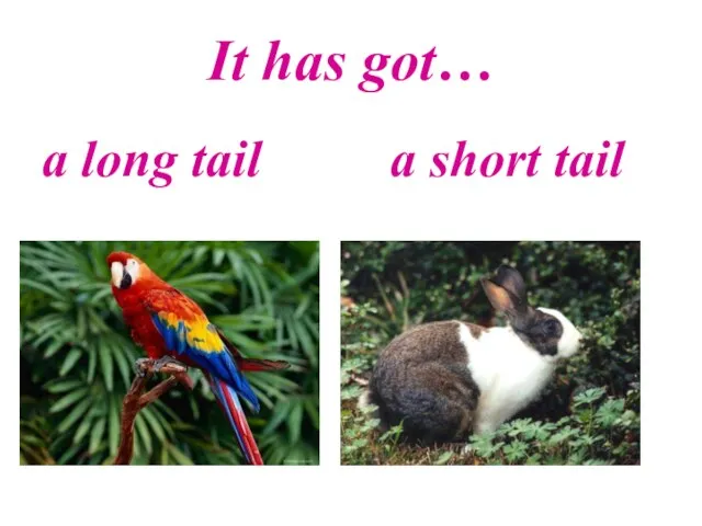 It has got… a long tail a short tail