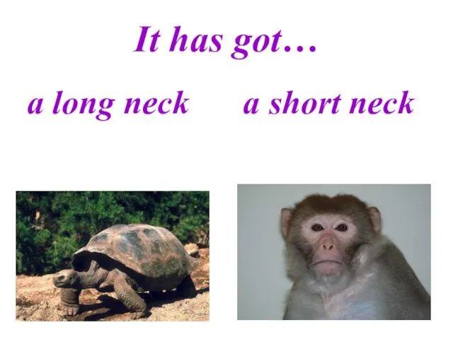 It has got… a long neck a short neck