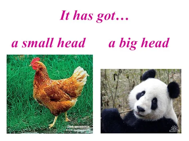 It has got… a small head a big head
