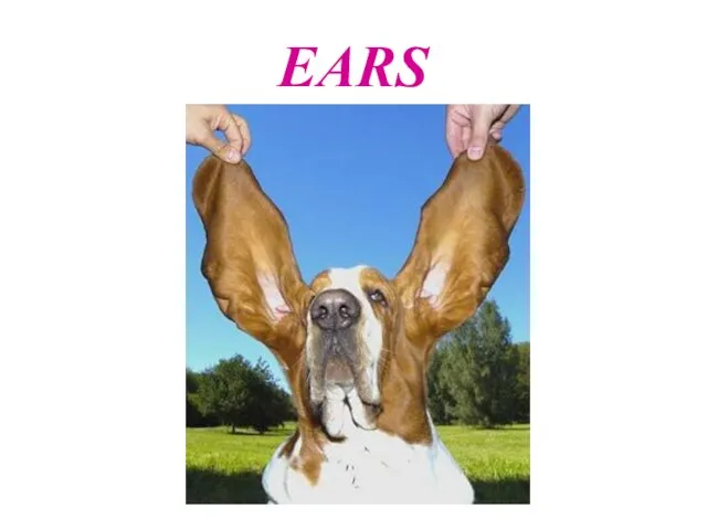 EARS