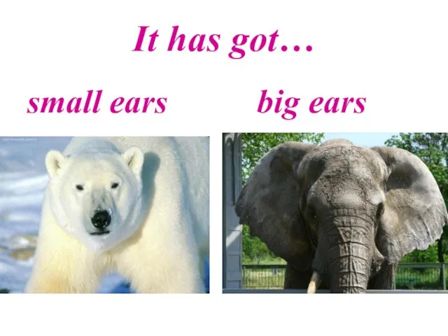 It has got… small ears big ears
