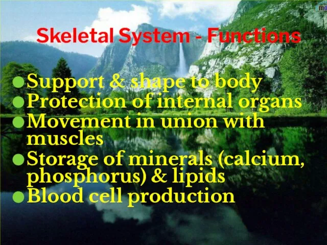 Skeletal System - Functions Support & shape to body Protection of internal