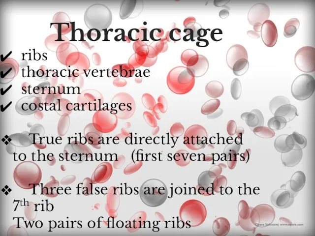 Thoracic cage ribs thoracic vertebrae sternum costal cartilages True ribs are directly