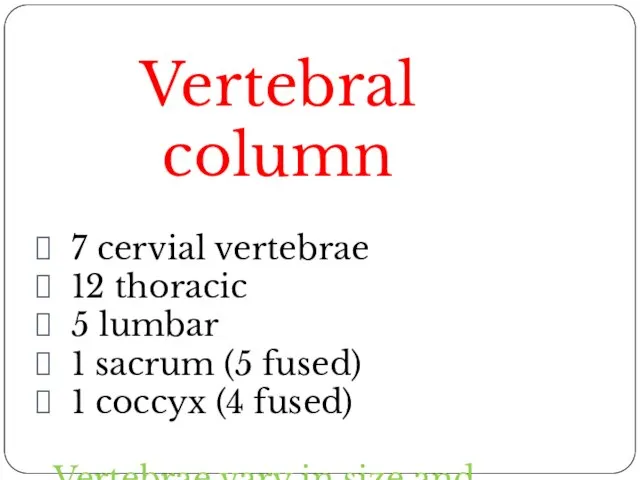 Vertebral column 7 cervial vertebrae 12 thoracic 5 lumbar 1 sacrum (5