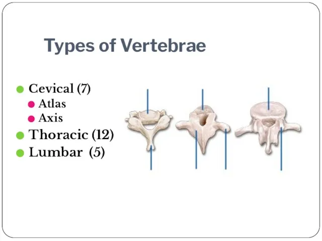 Types of Vertebrae Cevical (7) Atlas Axis Thoracic (12) Lumbar (5)