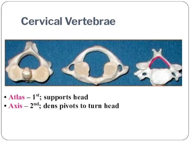 Atlas – 1st; supports head Axis – 2nd; dens pivots to turn head Cervical Vertebrae