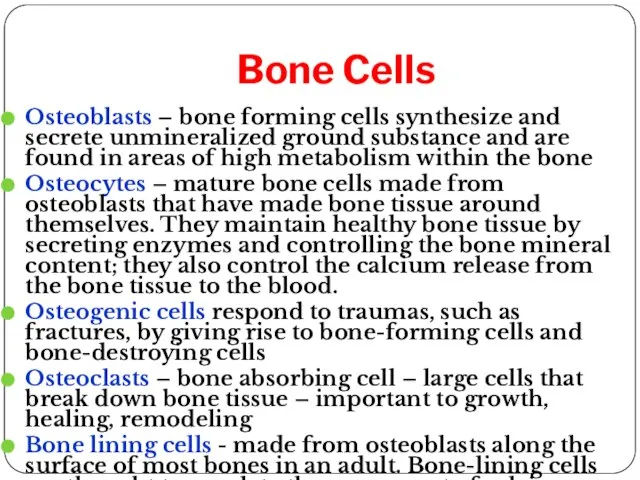 Bone Cells Osteoblasts – bone forming cells synthesize and secrete unmineralized ground