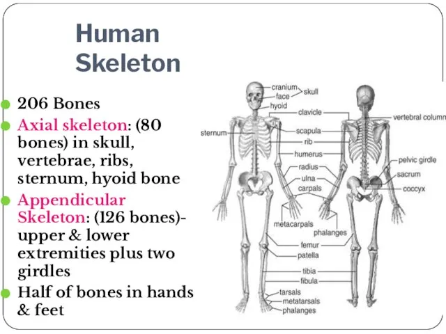 Human Skeleton 206 Bones Axial skeleton: (80 bones) in skull, vertebrae, ribs,
