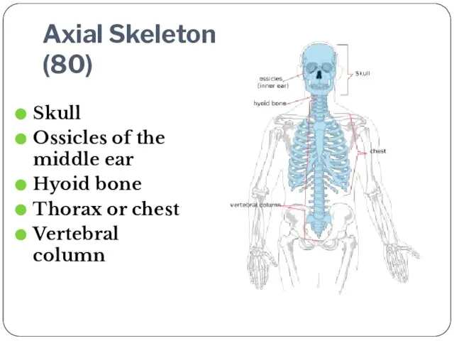 Axial Skeleton (80) Skull Ossicles of the middle ear Hyoid bone Thorax or chest Vertebral column