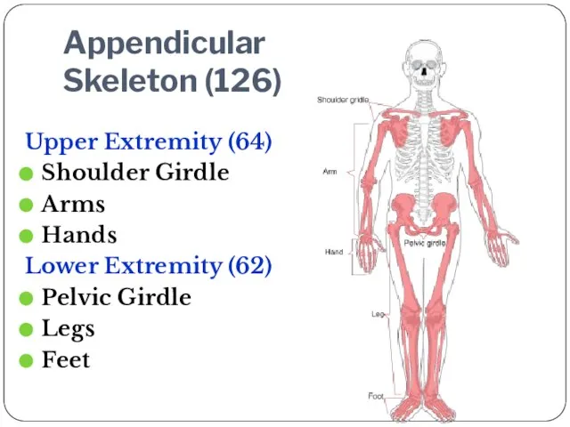 Appendicular Skeleton (126) Upper Extremity (64) Shoulder Girdle Arms Hands Lower Extremity