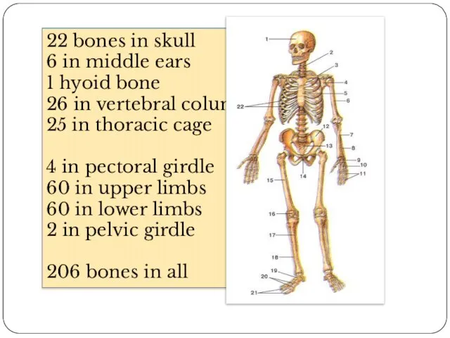 22 bones in skull 6 in middle ears 1 hyoid bone 26