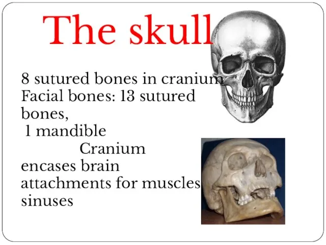 The skull 8 sutured bones in cranium Facial bones: 13 sutured bones,