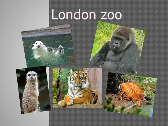London zoo