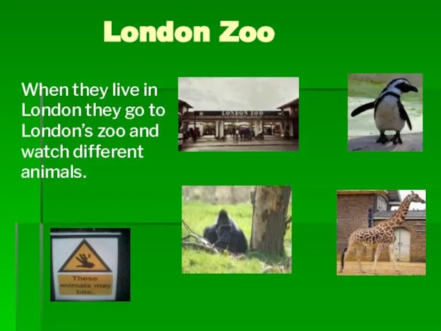 London Zoo When they live in London they go to London’s zoo and watch different animals.