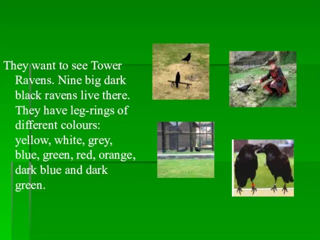 They want to see Tower Ravens. Nine big dark black ravens live