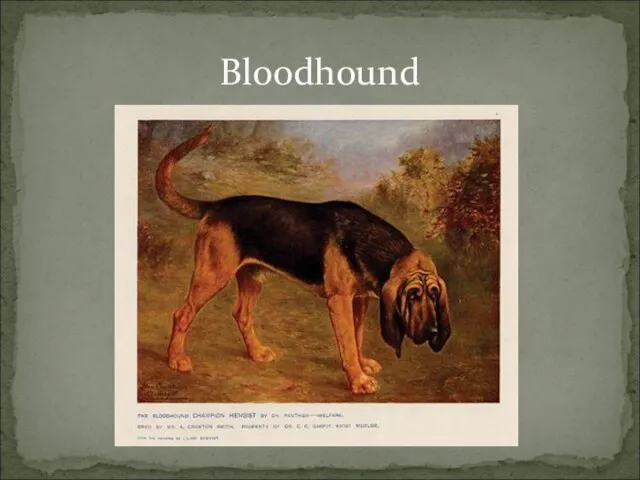 Bloodhound