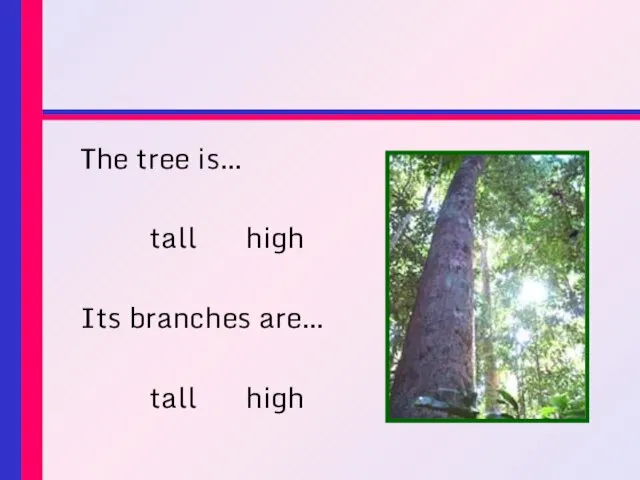 The tree is… tall high Its branches are… tall high