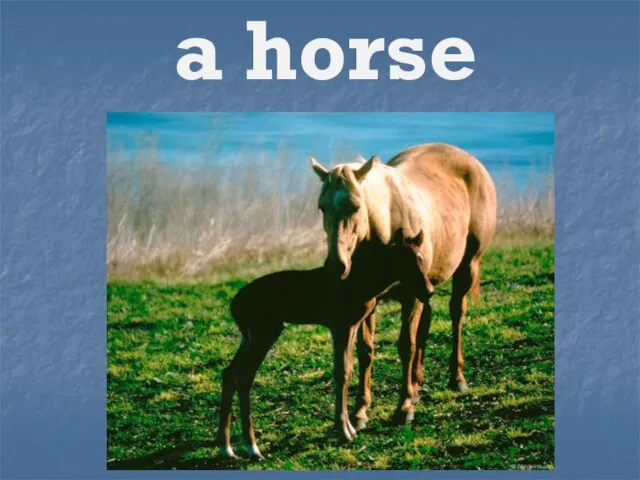 a horse