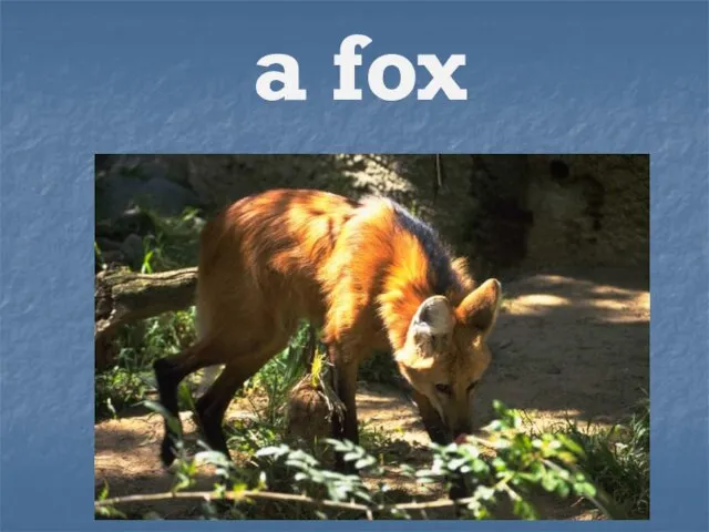 a fox