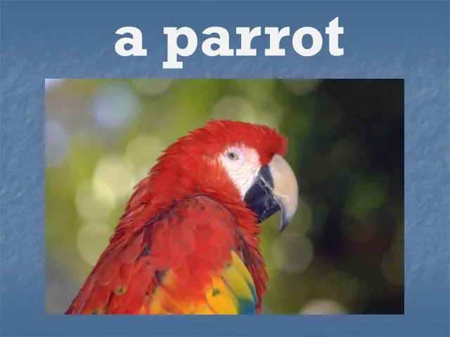 a parrot