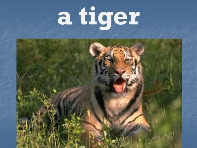 a tiger