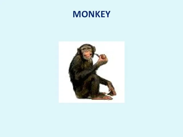 MONKEY