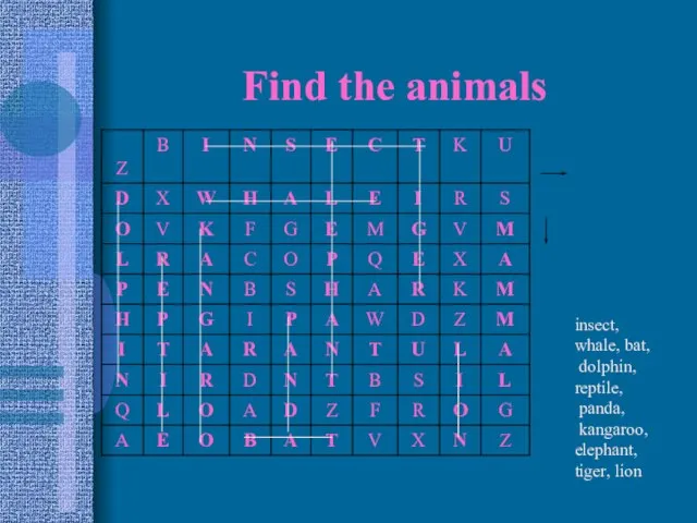 Find the animals insect, whale, bat, dolphin, reptile, panda, kangaroo, elephant, tiger, lion