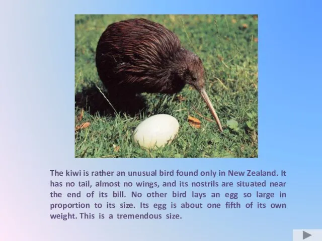 The kiwi is rather an unusual bird found only in New Zealand.