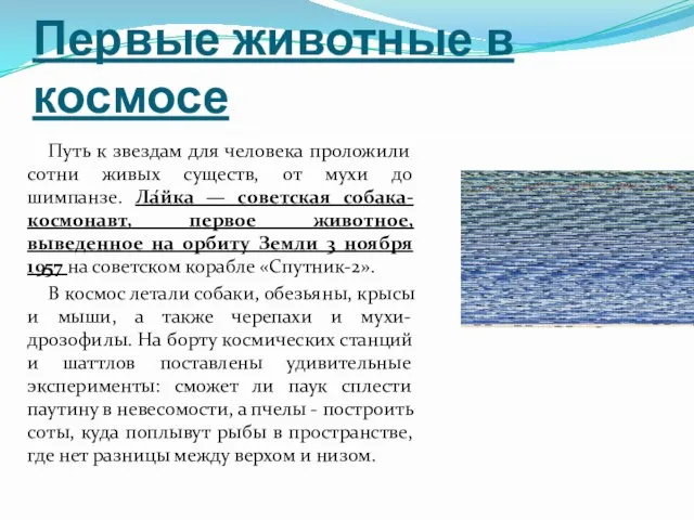 Первые животные в космосе Путь к звездам для человека проложили сотни живых