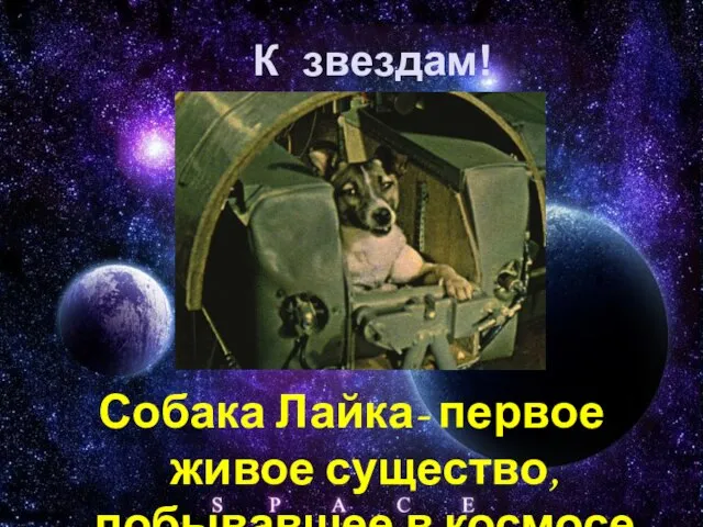 Собака Лайка- первое живое существо, побывавшее в космосе К звездам!