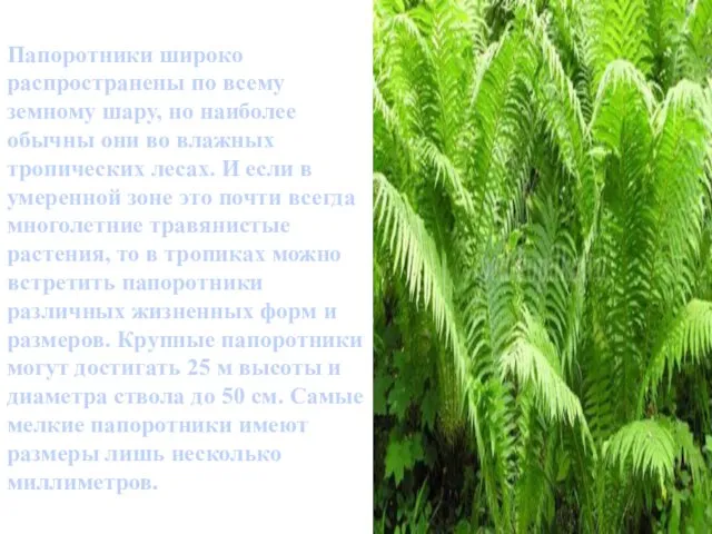 Папоротники широко распространены по всему земному шару, но наиболее обычны они во