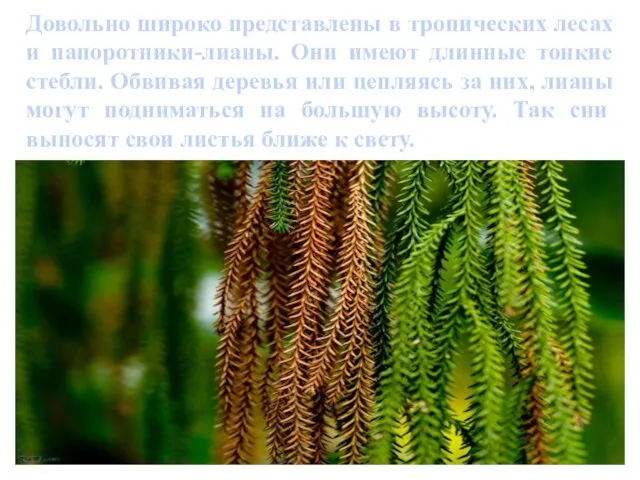 Довольно широко представлены в тропических лесах и папоротники-лианы. Они имеют длинные тонкие