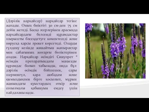 (Дәрілік нарқайсар) нарқайсар тегіне жатады. Оның биіктігі 30 см-ден 75 см дейін