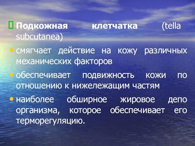 Подкожная клетчатка (tella subcutanea) смягчает действие на кожу различных механических факторов обеспечивает