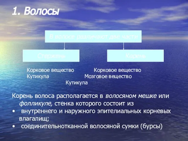 1. Волосы В волосе различают две части Корень Стержень Корковое вещество Корковое