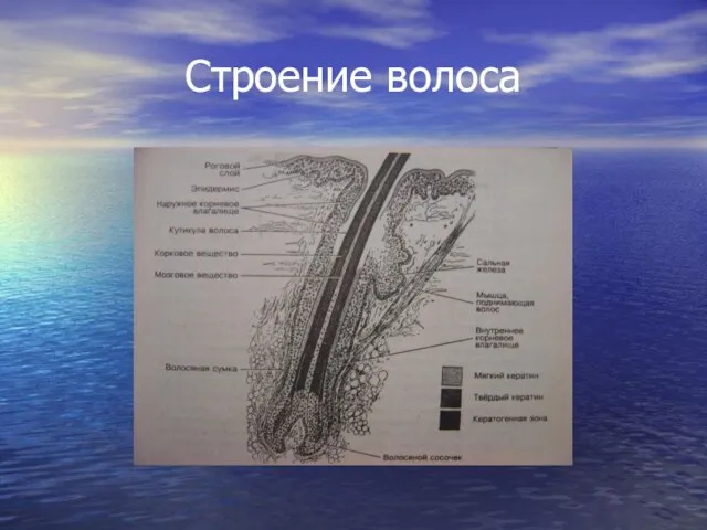 Строение волоса