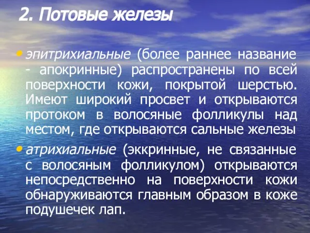 2. Потовые железы эпитрихиальные (более раннее название - апокринные) распространены по всей