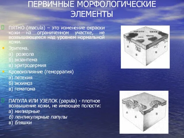 ПЕРВИЧНЫЕ МОРФОЛОГИЧЕСКИЕ ЭЛЕМЕНТЫ ПЯТНО (macula) – это изменение окраски кожи на ограниченном