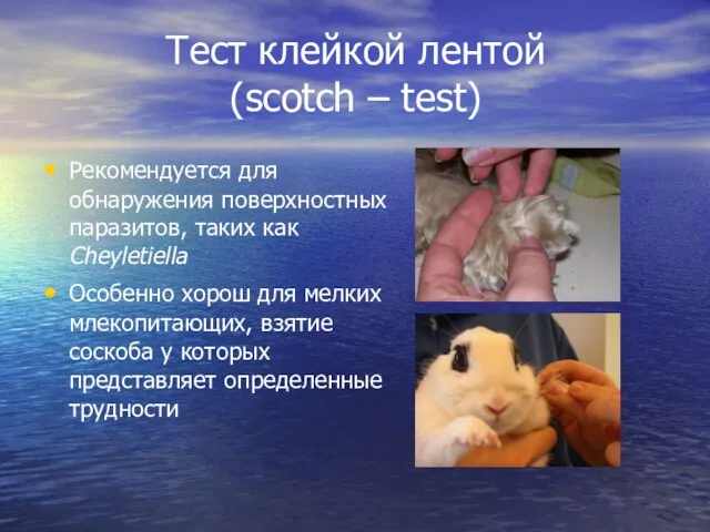 Тест клейкой лентой (scotch – test) Рекомендуется для обнаружения поверхностных паразитов, таких