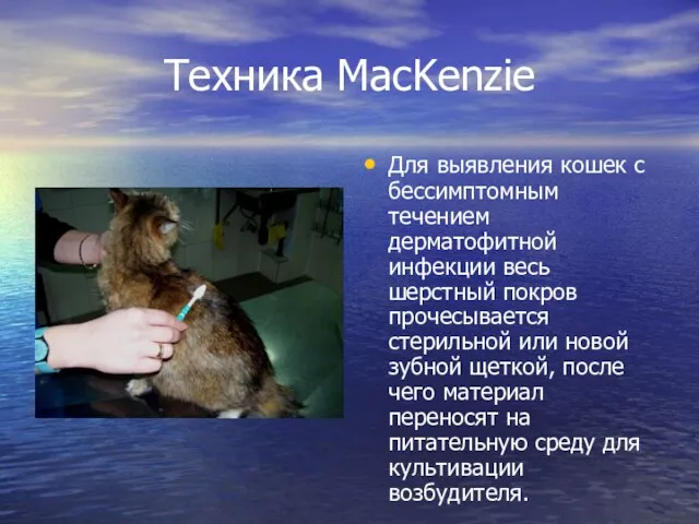 Техника MacKenzie Для выявления кошек с бессимптомным течением дерматофитной инфекции весь шерстный