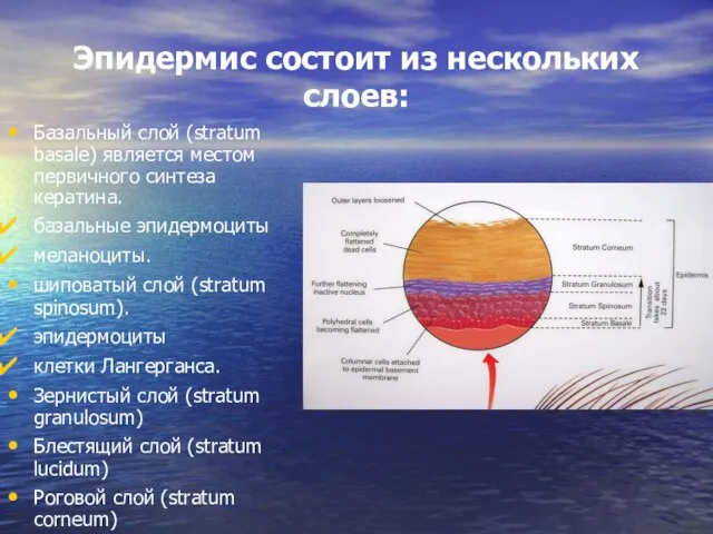 Эпидермис состоит из нескольких слоев: Базальный слой (stratum basale) является местом первичного