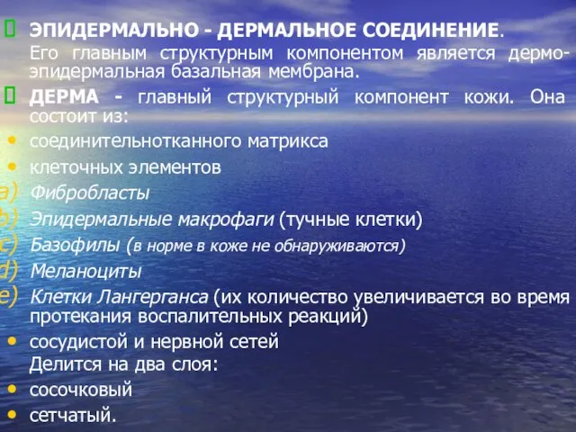 ЭПИДЕРМАЛЬНО - ДЕРМАЛЬНОЕ СОЕДИНЕНИЕ. Его главным структурным компонентом является дермо-эпидермальная базальная мембрана.