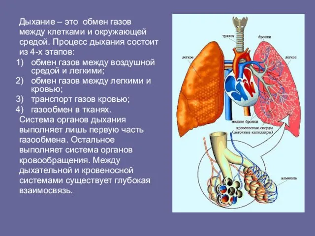 Дыхание – это обмен газов между клетками и окружающей средой. Процесс дыхания