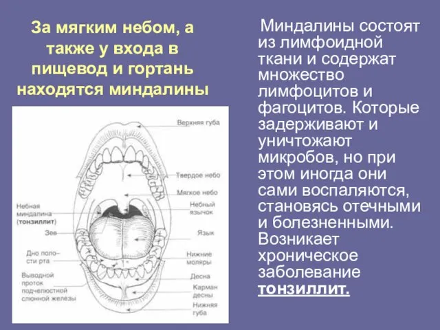 За мягким небом, а также у входа в пищевод и гортань находятся