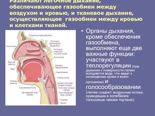 Различают легочное дыхание, обеспечивающее газообмен между воздухом и кровью, и тканевое дыхание,