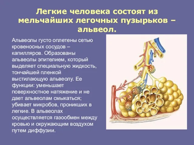 Легкие человека состоят из мельчайших легочных пузырьков – альвеол. Альвеолы густо оплетены