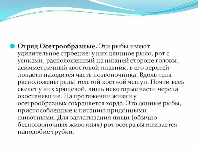 Отряд Осетрообразные. Эти рыбы имеют удивительное строение: у них длинное рыло, рот