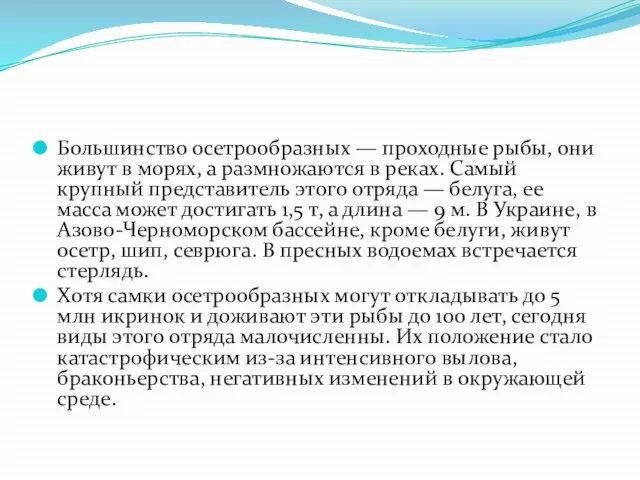 Большинство осетрообразных — проходные рыбы, они живут в морях, а размножаются в